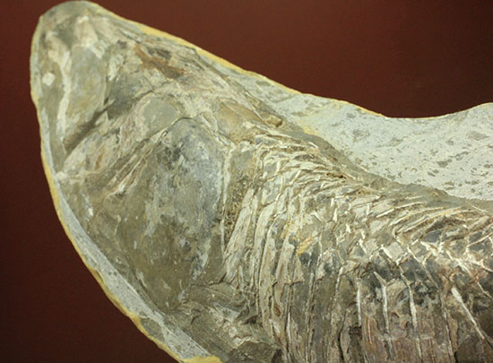 ヴィンクティフェルと思しき、ブラジル・サンタナフォーメーション産の立派な古代魚の化石。うなぎのようなカーブが面白い。/中生代白亜紀（1億3500万 -- 6500万年前）【ot847】