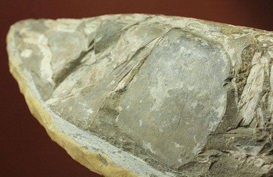 ヴィンクティフェルと思しき、ブラジル・サンタナフォーメーション産の立派な古代魚の化石。うなぎのようなカーブが面白い。（その12）
