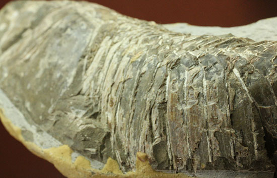 ヴィンクティフェルと思しき、ブラジル・サンタナフォーメーション産の立派な古代魚の化石。うなぎのようなカーブが面白い。（その13）