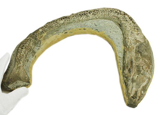 ヴィンクティフェルと思しき、ブラジル・サンタナフォーメーション産の立派な古代魚の化石。うなぎのようなカーブが面白い。（その16）