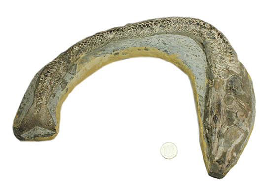 ヴィンクティフェルと思しき、ブラジル・サンタナフォーメーション産の立派な古代魚の化石。うなぎのようなカーブが面白い。（その17）