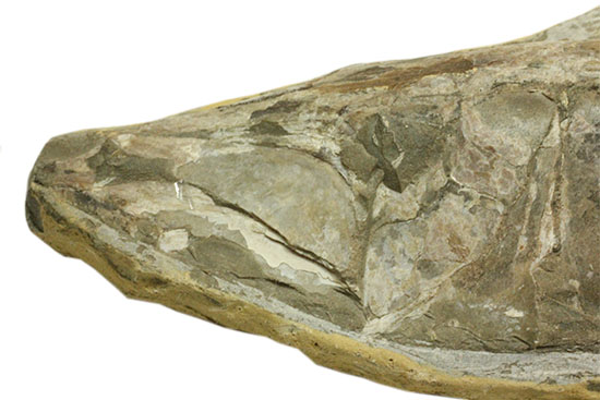 ヴィンクティフェルと思しき、ブラジル・サンタナフォーメーション産の立派な古代魚の化石。うなぎのようなカーブが面白い。（その2）