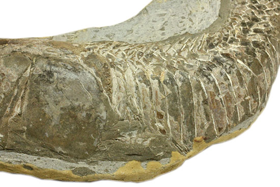 ヴィンクティフェルと思しき、ブラジル・サンタナフォーメーション産の立派な古代魚の化石。うなぎのようなカーブが面白い。（その3）