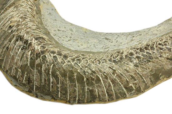 ヴィンクティフェルと思しき、ブラジル・サンタナフォーメーション産の立派な古代魚の化石。うなぎのようなカーブが面白い。（その4）