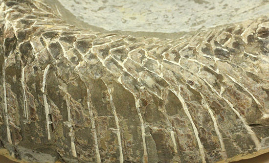 ヴィンクティフェルと思しき、ブラジル・サンタナフォーメーション産の立派な古代魚の化石。うなぎのようなカーブが面白い。（その6）