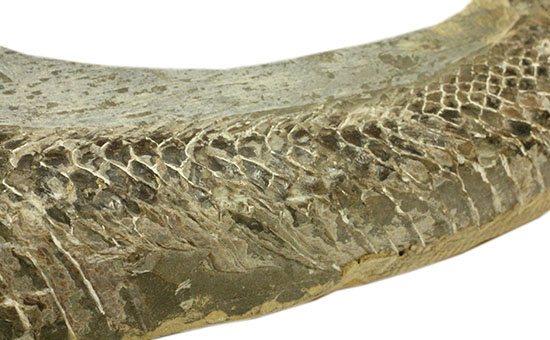 ヴィンクティフェルと思しき、ブラジル・サンタナフォーメーション産の立派な古代魚の化石。うなぎのようなカーブが面白い。（その7）