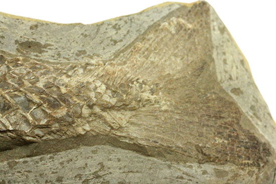 ヴィンクティフェルと思しき、ブラジル・サンタナフォーメーション産の立派な古代魚の化石。うなぎのようなカーブが面白い。（その8）