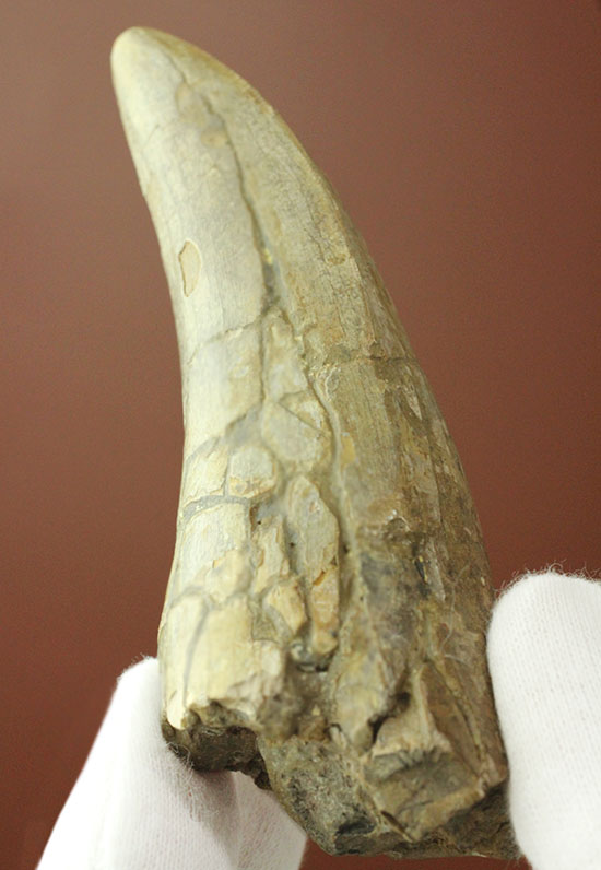 アイアムアモンスター！度肝を抜かれる！アルバートサウルスの巨大歯化石（その1）