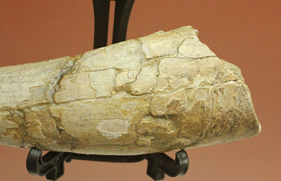 アイアムアモンスター！度肝を抜かれる！アルバートサウルスの巨大歯化石（その11）