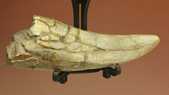 アイアムアモンスター！度肝を抜かれる！アルバートサウルスの巨大歯化石（その12）