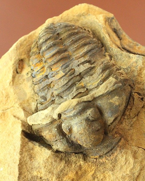 ノジュールの構造がわかります!保存状態の良い、三葉虫ノジュール標本(Trilobite)(その1)