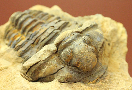ノジュールの構造がわかります!保存状態の良い、三葉虫ノジュール標本(Trilobite)(その10)