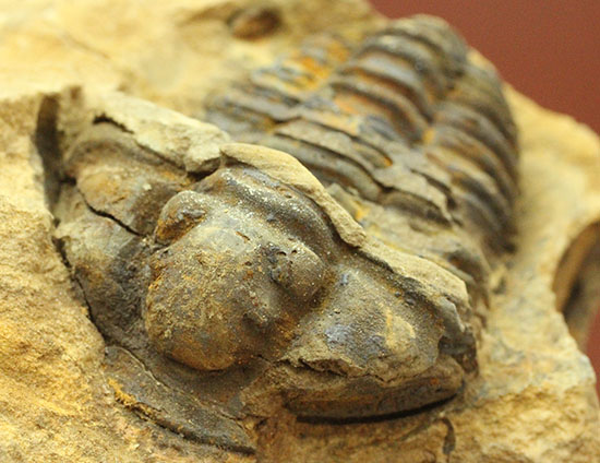 ノジュールの構造がわかります!保存状態の良い、三葉虫ノジュール標本(Trilobite)(その11)