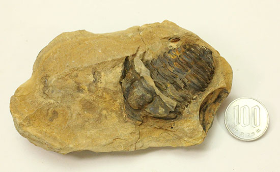 ノジュールの構造がわかります!保存状態の良い、三葉虫ノジュール標本(Trilobite)(その13)