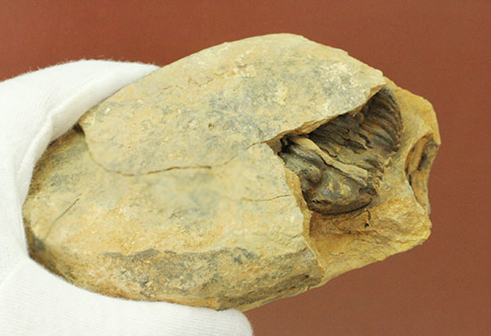 ノジュールの構造がわかります!保存状態の良い、三葉虫ノジュール標本(Trilobite)(その2)
