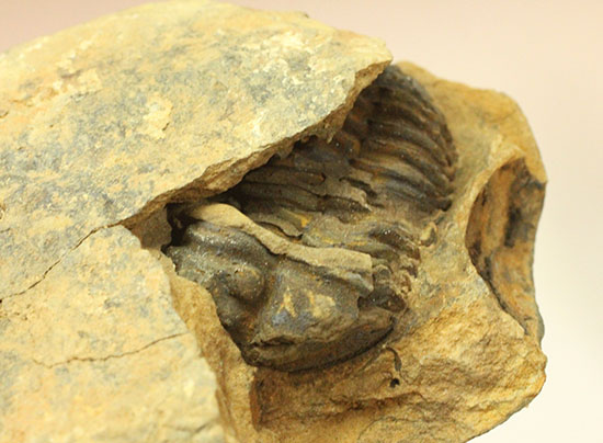 ノジュールの構造がわかります!保存状態の良い、三葉虫ノジュール標本(Trilobite)(その3)