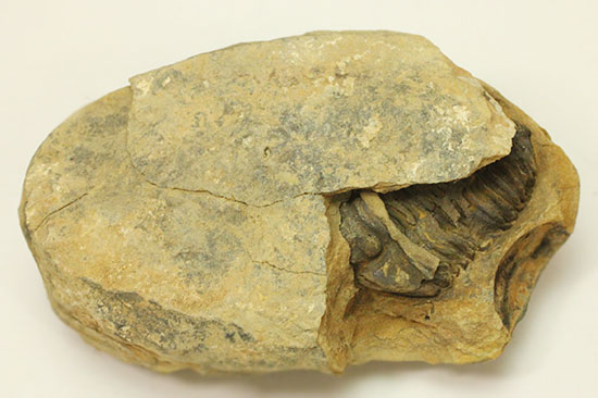 ノジュールの構造がわかります!保存状態の良い、三葉虫ノジュール標本(Trilobite)(その5)