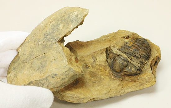 ノジュールの構造がわかります!保存状態の良い、三葉虫ノジュール標本(Trilobite)(その6)