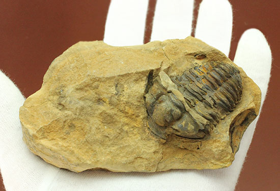 ノジュールの構造がわかります！保存状態の良い、三葉虫ノジュール標本(Trilobite)/古生代オルドビス紀（5億500万 -- 4億4600万年前）【tr492】