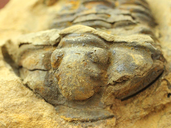 ノジュールの構造がわかります!保存状態の良い、三葉虫ノジュール標本(Trilobite)(その9)