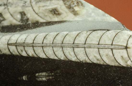 同一方向を向いたオルソセラスが複数見られる、古代の海標本です。(Orthoceras)/古生代デボン紀（4億1000万 -- 3億6700万年前）【ot852】