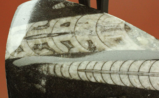同一方向を向いたオルソセラスが複数見られる、古代の海標本です。(Orthoceras)（その9）