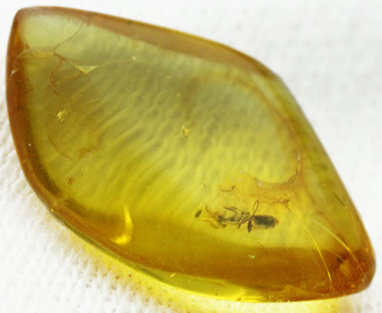透明感が抜群。蟻が１匹内包された、約4000万年前のバルト海産琥珀(Amber)/新生代（6500万年前 -- 現在）【ot853】