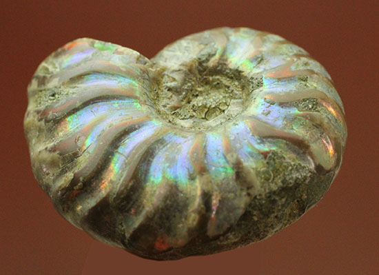 爽やかなブルー色主体で光る、マダガスカル産イリデッセンスアンモナイト(Ammonite)/中生代白亜紀（1億3500万 -- 6500万年前）【an1042】