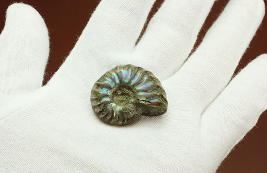 爽やかなブルー色主体で光る、マダガスカル産イリデッセンスアンモナイト(Ammonite)/中生代白亜紀（1億3500万 -- 6500万年前）【an1042】