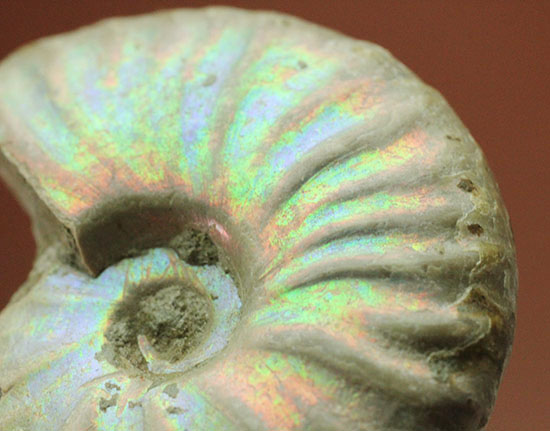 ホワイト調です。表面が柔らかな色で輝く、光るアンモナイト(Ammonite)/中生代白亜紀（1億3500万 -- 6500万年前）【an1043】