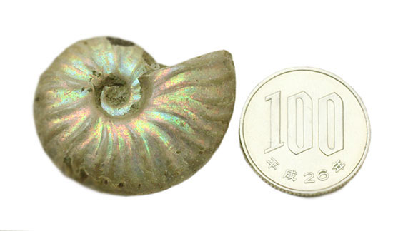 ホワイト調です。表面が柔らかな色で輝く、光るアンモナイト(Ammonite)(その10)