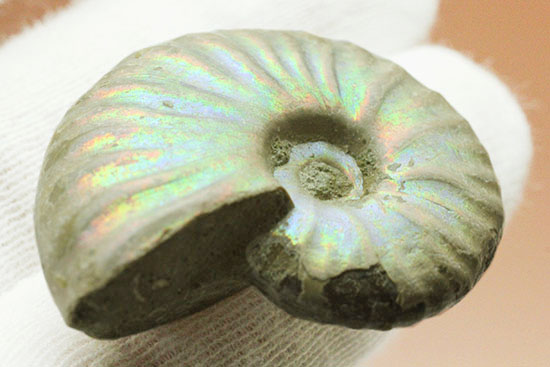 ホワイト調です。表面が柔らかな色で輝く、光るアンモナイト(Ammonite)（その3）