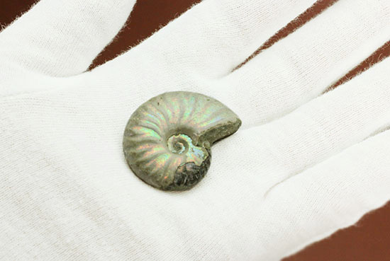 ホワイト調です。表面が柔らかな色で輝く、光るアンモナイト(Ammonite)（その4）