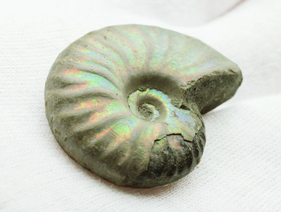 ホワイト調です。表面が柔らかな色で輝く、光るアンモナイト(Ammonite)（その5）