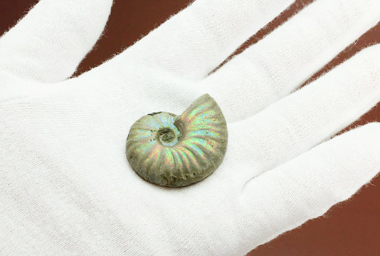ホワイト調です。表面が柔らかな色で輝く、光るアンモナイト(Ammonite)(その6)