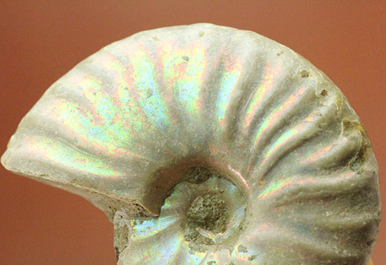 ホワイト調です。表面が柔らかな色で輝く、光るアンモナイト(Ammonite)(その7)