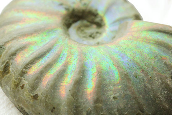 ホワイト調です。表面が柔らかな色で輝く、光るアンモナイト(Ammonite)(その8)