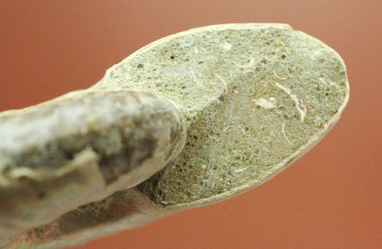 ホワイト調です。表面が柔らかな色で輝く、光るアンモナイト(Ammonite)(その9)