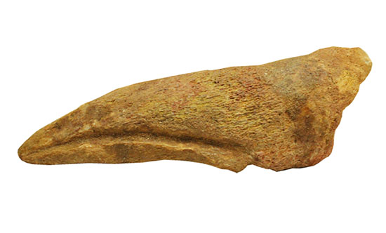 巨大！マニア垂涎の逸品！丸々と分厚いスピノサウルスの成体の爪化石（その12）