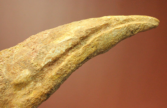 巨大！マニア垂涎の逸品！丸々と分厚いスピノサウルスの成体の爪化石/中生代白亜紀（1億3500万 -- 6500万年前）【di915】