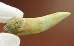 鋭い先端！絶滅古代魚、白亜紀エンコダスの歯化石