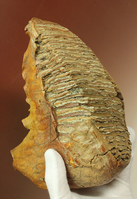 パーフェクトコレクション！歯冠だけでなく歯根も堪能できるウーリーマンモスの歯化石のパーフェクトコレクション/新生代第四紀（260万年前 -- 現在）【ot857】