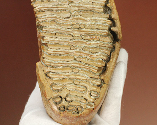 パーフェクトコレクション！歯冠だけでなく歯根も堪能できるウーリーマンモスの歯化石のパーフェクトコレクション（その10）