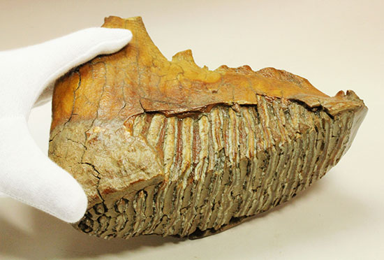 パーフェクトコレクション！歯冠だけでなく歯根も堪能できるウーリーマンモスの歯化石のパーフェクトコレクション（その11）