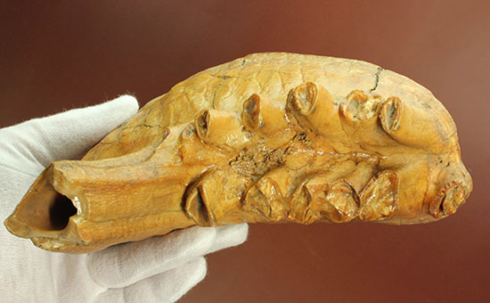 パーフェクトコレクション！歯冠だけでなく歯根も堪能できるウーリーマンモスの歯化石のパーフェクトコレクション（その13）