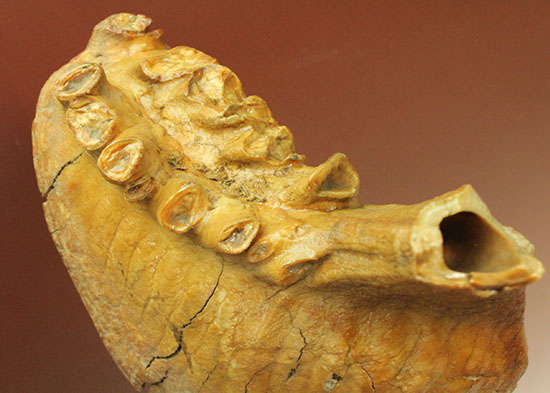 パーフェクトコレクション！歯冠だけでなく歯根も堪能できるウーリーマンモスの歯化石のパーフェクトコレクション（その14）