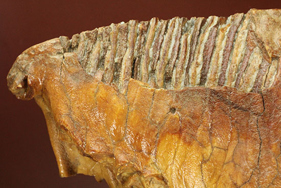パーフェクトコレクション！歯冠だけでなく歯根も堪能できるウーリーマンモスの歯化石のパーフェクトコレクション（その16）