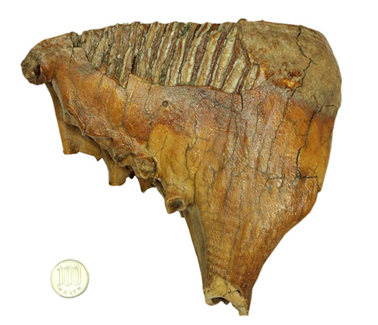 パーフェクトコレクション！歯冠だけでなく歯根も堪能できるウーリーマンモスの歯化石のパーフェクトコレクション（その19）