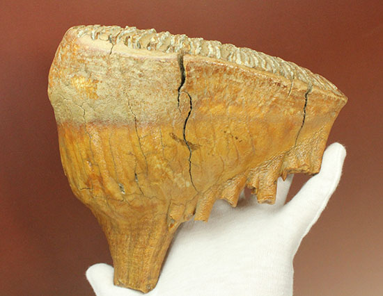 パーフェクトコレクション！歯冠だけでなく歯根も堪能できるウーリーマンモスの歯化石のパーフェクトコレクション（その3）