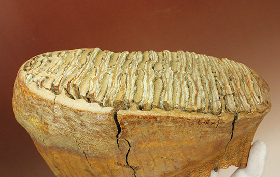 パーフェクトコレクション！歯冠だけでなく歯根も堪能できるウーリーマンモスの歯化石のパーフェクトコレクション（その4）